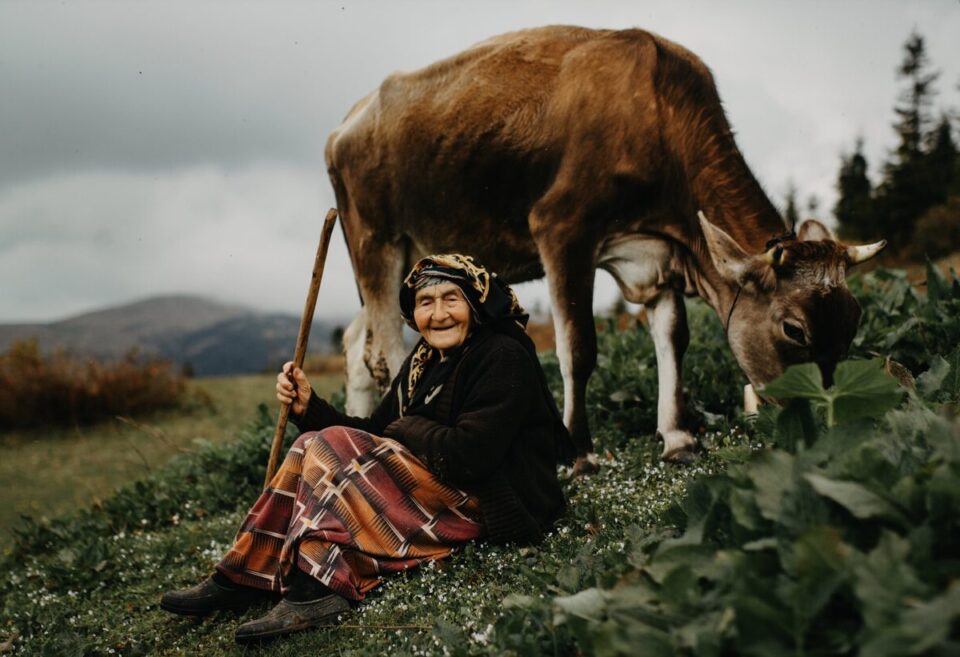 Eine ältere Frau sitzt auf einer Wiese. In ihrer Hand hält sie einen Wanderstock. Hinter ihr beugt sich eine Kuh zum Fressen herunter. 